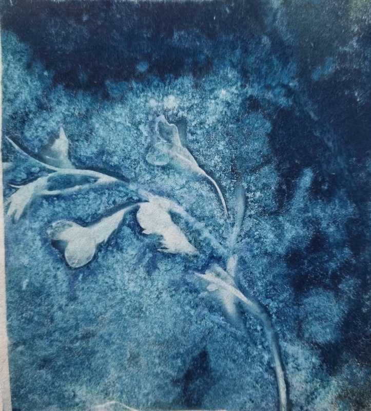 Cyanotype, 1 of 2